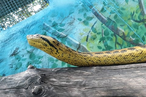 Mysuru Zoo ssspecial: Two anacondas from Sri Lanka find new home in exchange programme