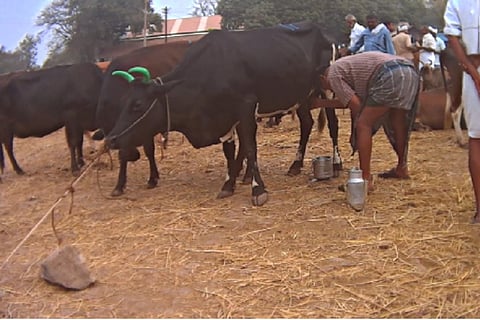 Filth, confinement, death: How Indian dairies treat cows