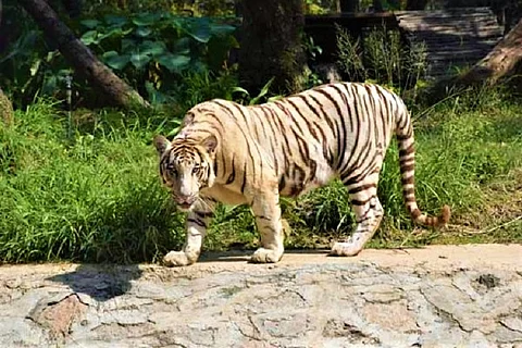 Hyderabad zoo sees second white tiger death this month as 14-yr-old Badri passes away