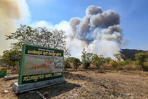 Shrinking terrain and shifting habitats: How the Bandipur fires may be impacting tigers
