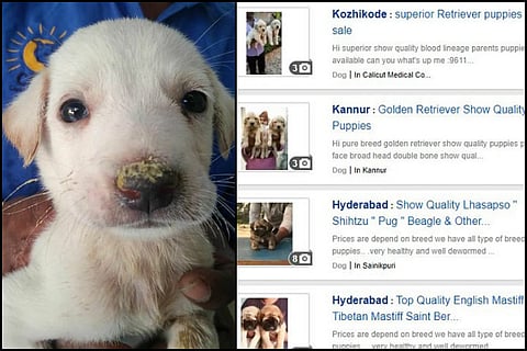 Illegal sale of dogs flourishes online: Why activists are up in arms against it