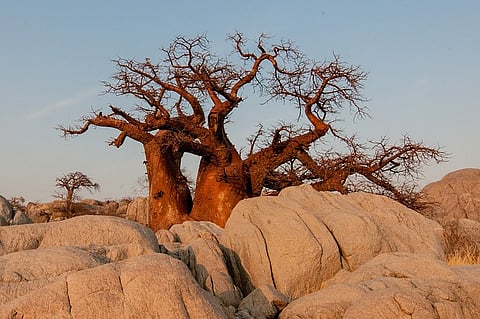 Baobab trees trace the African diaspora across the Indian Ocean