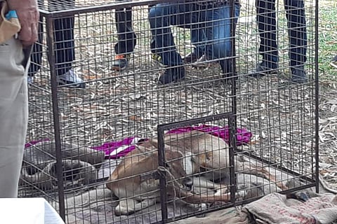 The Black Buck was rescued by the forest Department and Hyderabad Police.