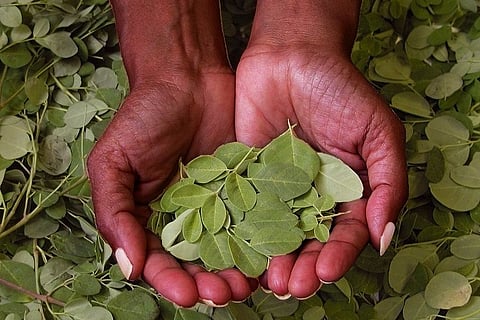 Fidel Castro's love for drumsticks and how he sent a friend to south India to study it