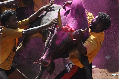 Jallikattu: Wondering how govt bypassed SC verdict to allow it? Full details of order