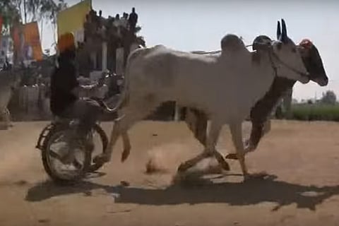 Telangana’s Nagoba Jarara festival sees bullock cart race after almost three decades