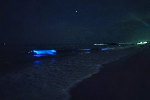 Rare sea sparkles seen at Chennai beaches, but experts say this may not be good news