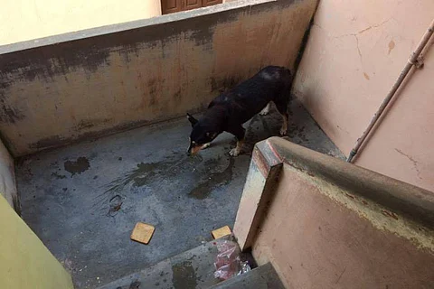 Marooned for five days, Blackie, a dog awaits return of its owners
