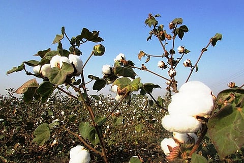 GM crops and the developing world: Opposing sides miss the bigger picture