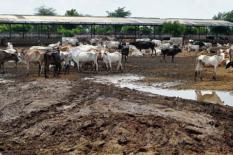 Meat is dear to Kerala, state tops in cattle slaughter