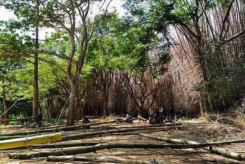 40-yr-old bamboo grove in B'luru's Cubbon Park nears end of lifespan, to be replaced