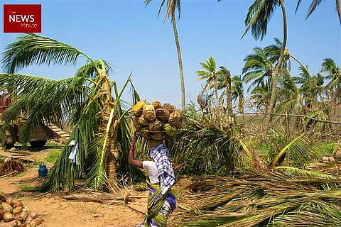 Ground Report: In cyclone-hit Srikakulam, coconut and cashew farmers are the worst-hit