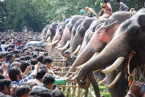 Photo Essay: Thousands descend on Thrissur for Aanayoottu, ritual feeding of elephants