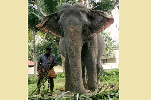 Oldest elephant in Kerala set to enter Guinness