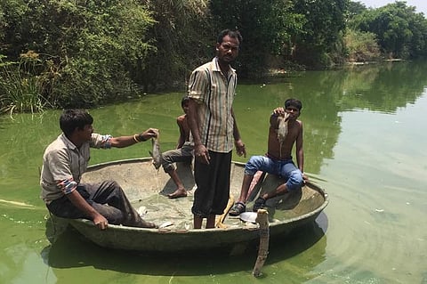 No one killed the fish: Officials squabble over who should plug sewage in Bengaluru lake