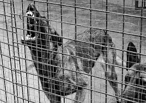 K'taka plantation owner locks up man in cage full of dogs for not repaying Rs. 4000 loan