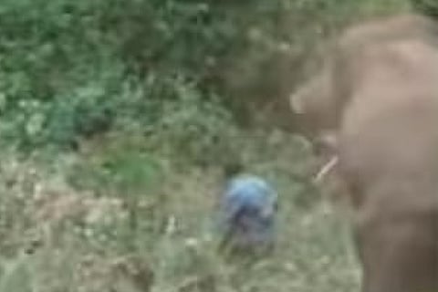Elephant attack in Hassan