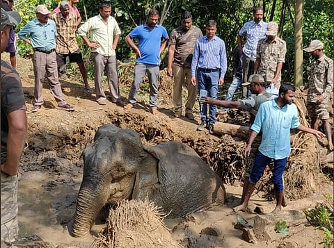 Elephant tragically passes away in Hassan despite rescue