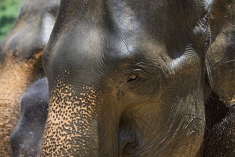 Elephants