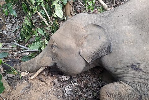 Elephant shot dead in Kodagu village, shooter absconding