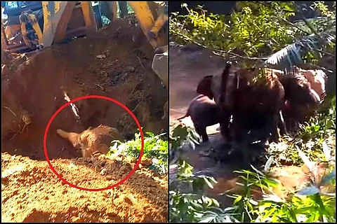 Watch: Cheers of joy as trapped baby elephant is reunited with mother in Kerala