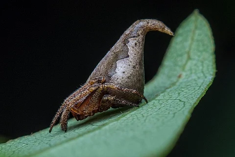 New species of spider found in Karnataka, named after Harry Potter character