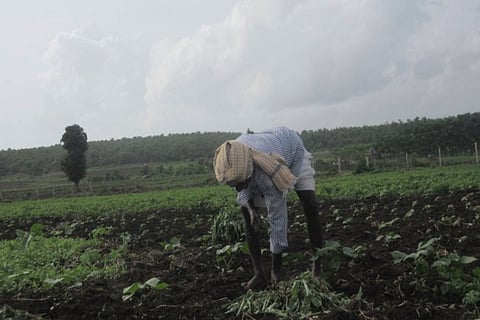 An image of farmer clearing weeds in his agricultural land