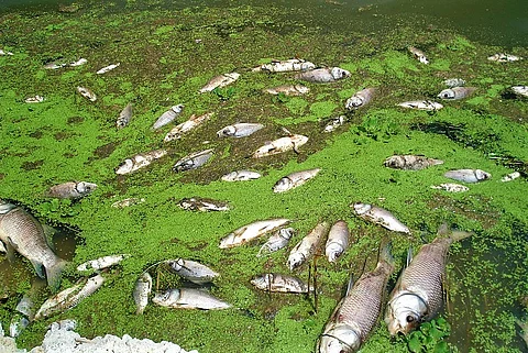 Fish kill in Telangana's Gandigudem lake: Power supply to 14 pharma companies disconnected