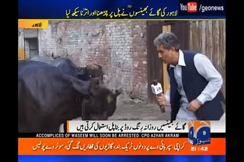 Watch: This Pakistani TV reporter interviews cattle for using an overhead bridge