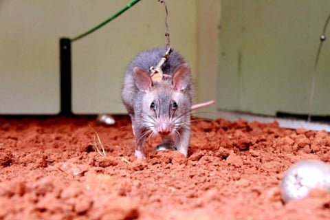 Telangana govt bans glue traps for rodent control