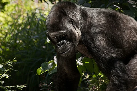 Video: Why thumping your chest in front of a gorilla isn't the best thing to do