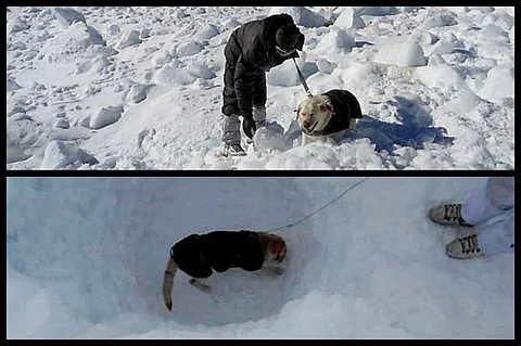 Meet Dot and Misha: Two dogs which helped rescue Saichen army man