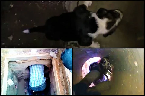 Watch: Activists enter drain to rescue three puppies stuck in Hyderabad