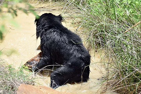 Sloth bear critically hurt near Bengaluru by explosive concealed in food bait by poachers