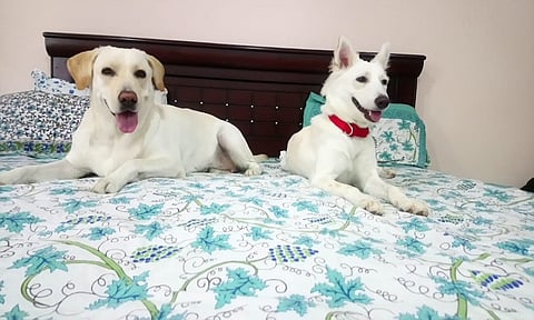 Hyderabad has little love for native dog breeds, even lesser for female canines