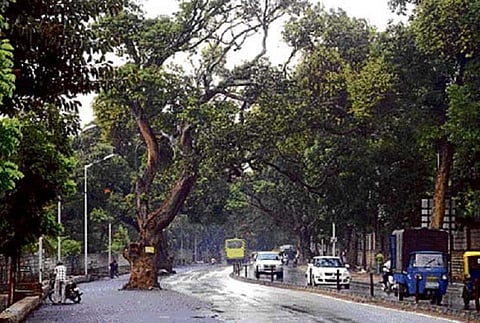 30K emails to save 112 trees: Will Bengaluru officials listen to citizens on road widening?