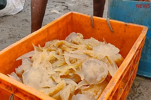 Treasure trove in the sea: Fisherfolk in Andhra find a livelihood in jellyfish
