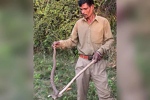 Chennai snake tracker Kaali with a Russell's Viper