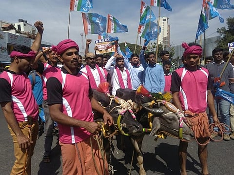 After jallikattu victory in TN, ‘kambala beku’ gains ground in K’taka