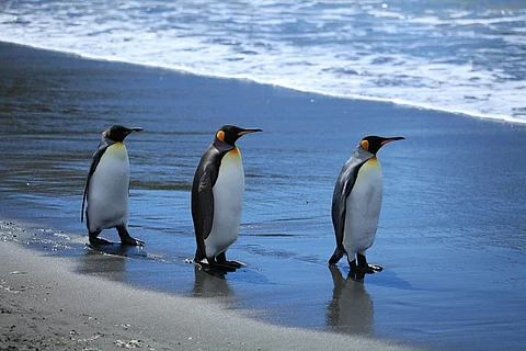 King penguins sleep with an ear out for predators