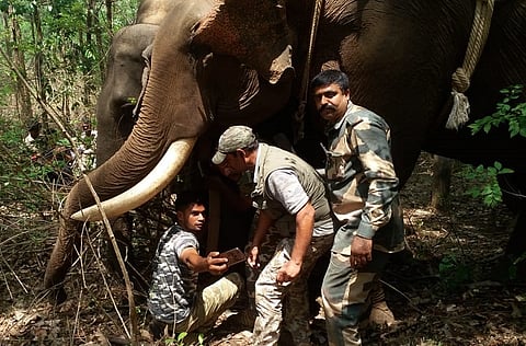 Radio collars fitted on elephants of different herds in Kodagu to track movement