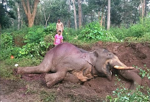 Speeding bus kills Rowdy Ranga, 46-year-old elephant, near Nagarhole forest