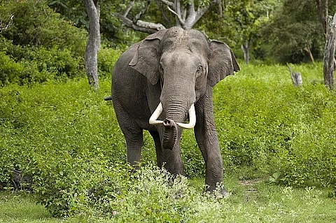 Assam: Minor girl among 2 killed in wild elephant attack in separate incidents