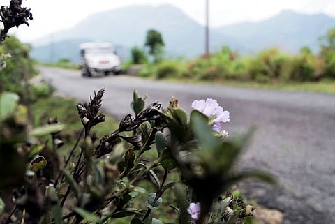 Kerala floods: Tourism hit even as Munnar waits for Neelakurinji to bloom