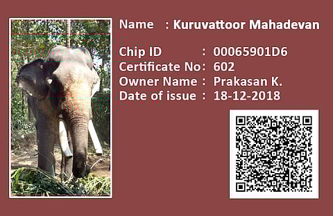 Kerala now has an ID card and DNA database for all its captive elephants