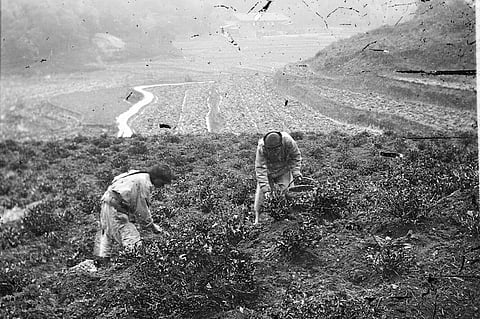 Chennai man who traced his roots to The Great Tea Robbery of the British from China