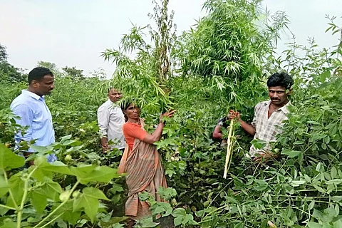 This Telangana village has been growing and selling ganja for decades, now busted by cops