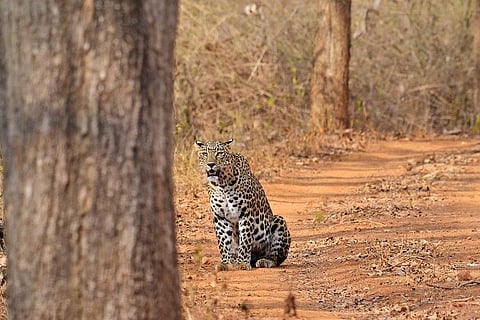 Livestock sustains leopard populations in tea gardens of West Bengal: Study
