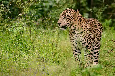 Leopard
