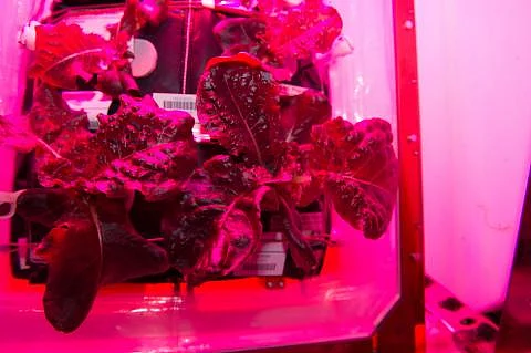 ISS astronauts set to taste lettuce, completely grown in space